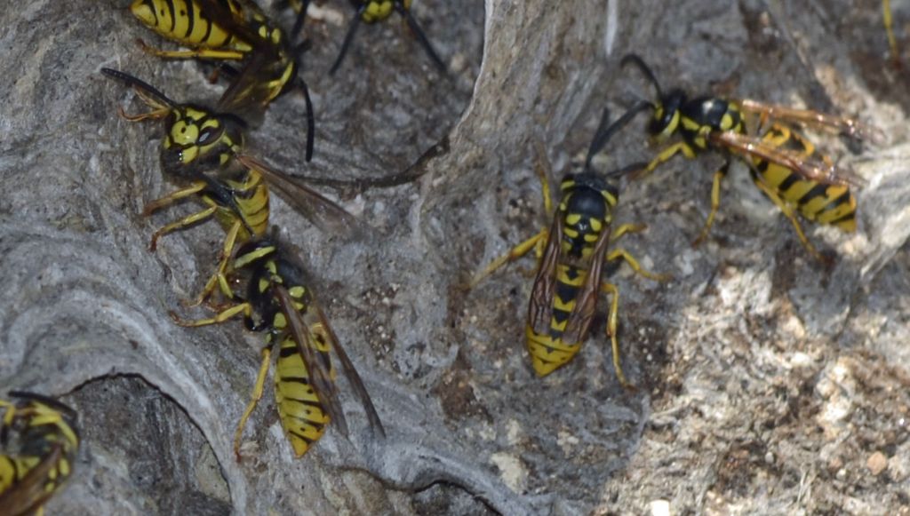 Vespula germanica, Vespidae